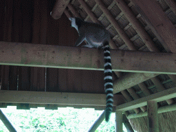 Ring-tailed Lemur in the Apenheul zoo