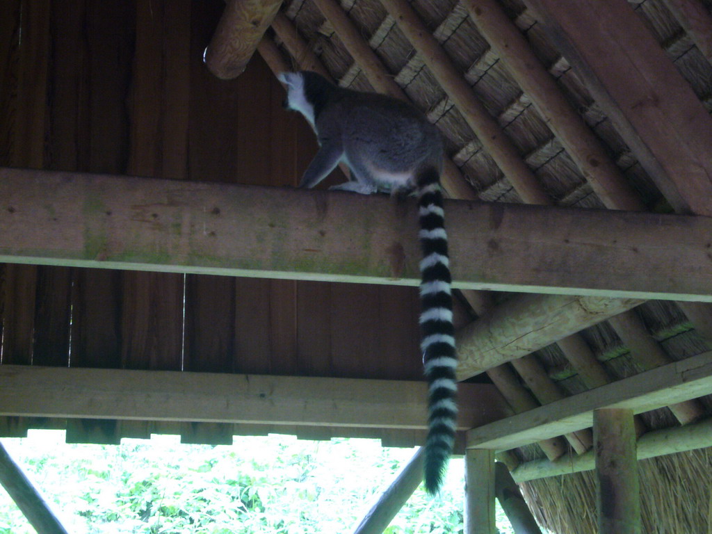 Ring-tailed Lemur in the Apenheul zoo