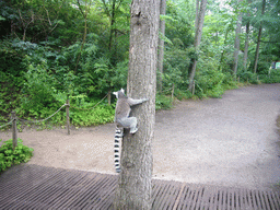 Ring-tailed Lemur in the Apenheul zoo