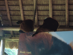 Red Ruffed Lemurs in the Apenheul zoo