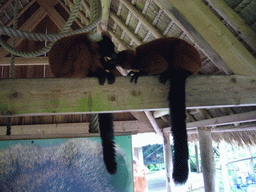 Red Ruffed Lemurs in the Apenheul zoo