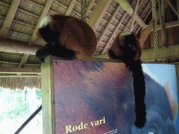 Red Ruffed Lemurs in the Apenheul zoo