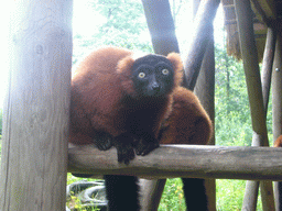 Red Ruffed Lemurs in the Apenheul zoo