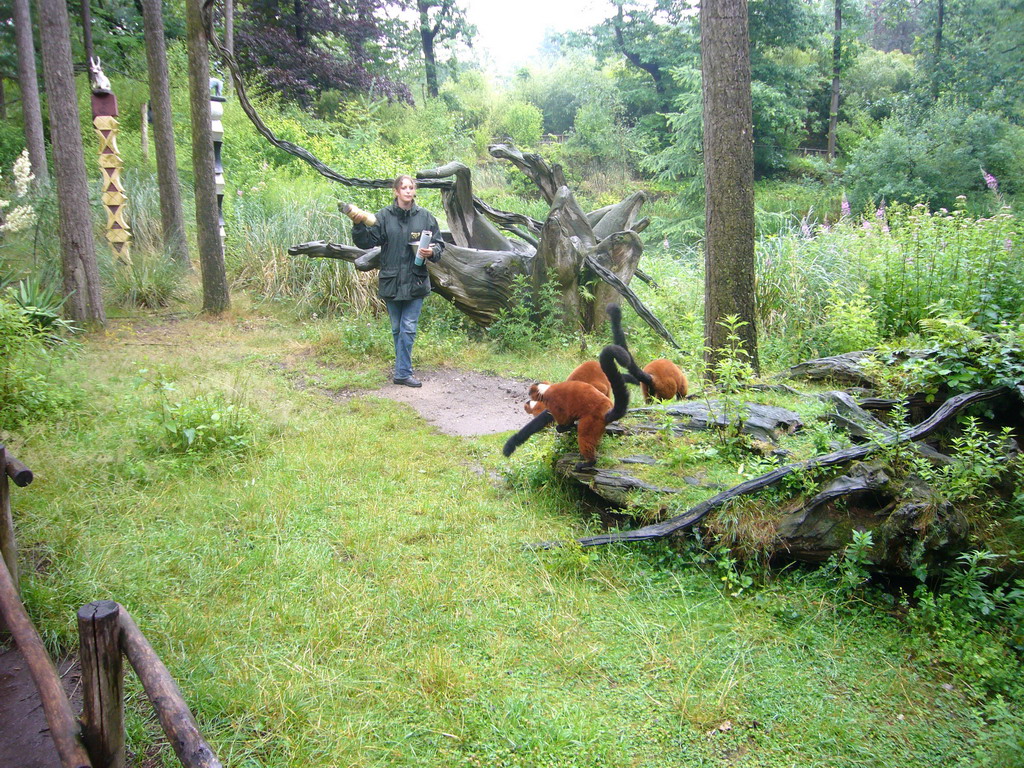 Red Ruffed Lemurs at feeding time in the Apenheul zoo