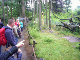 Ring-tailed Lemurs at feeding time in the Apenheul zoo