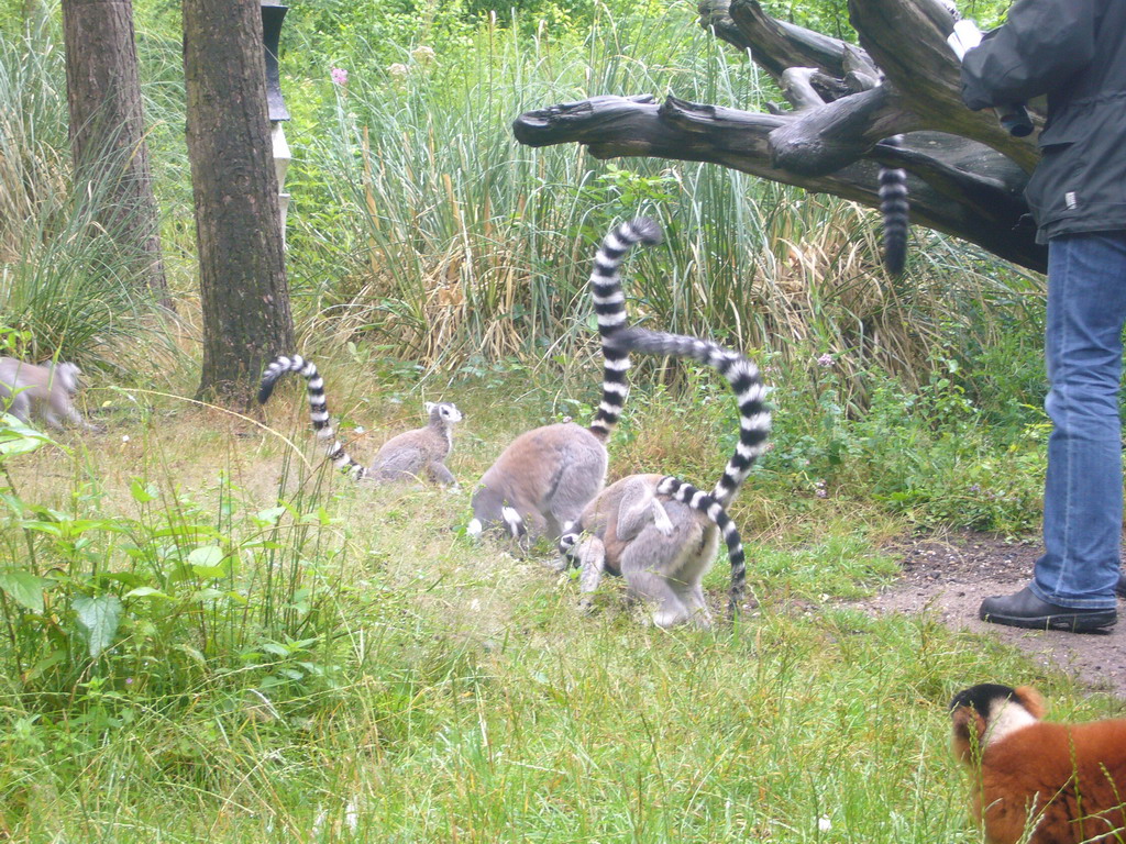 Ring-tailed Lemurs and Red Ruffed Lemurs at feeding time in the Apenheul zoo