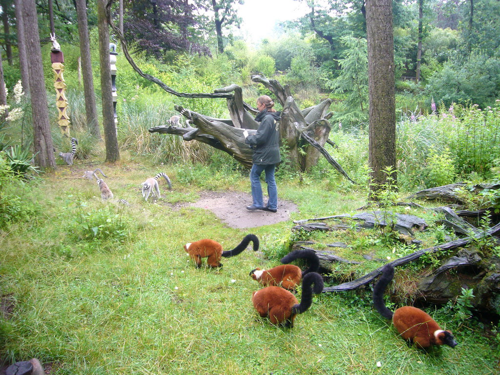 Ring-tailed Lemurs and Red Ruffed Lemurs at feeding time in the Apenheul zoo