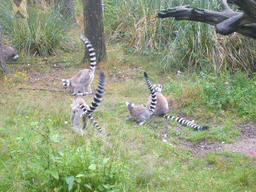 Ring-tailed Lemurs at feeding time in the Apenheul zoo