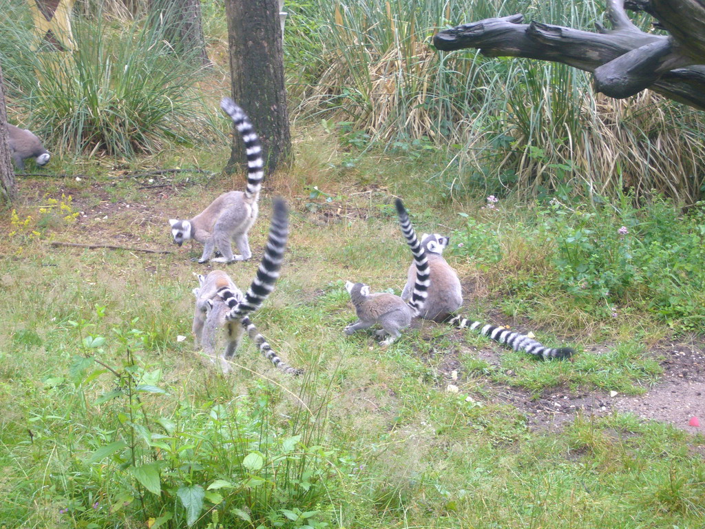 Ring-tailed Lemurs at feeding time in the Apenheul zoo