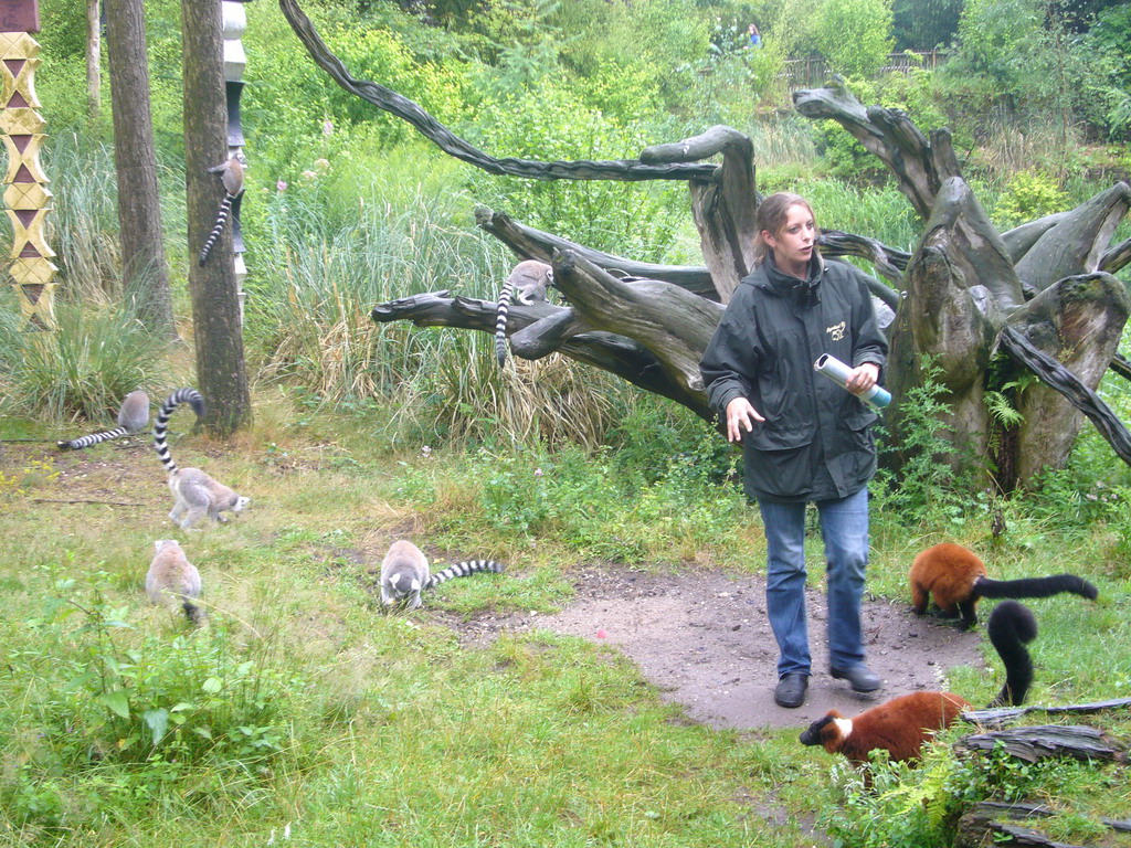Ring-tailed Lemurs and Red Ruffed Lemurs at feeding time in the Apenheul zoo