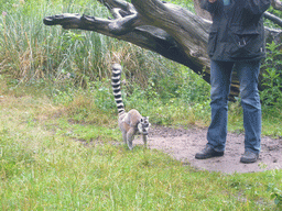 Ring-tailed Lemurs at feeding time in the Apenheul zoo