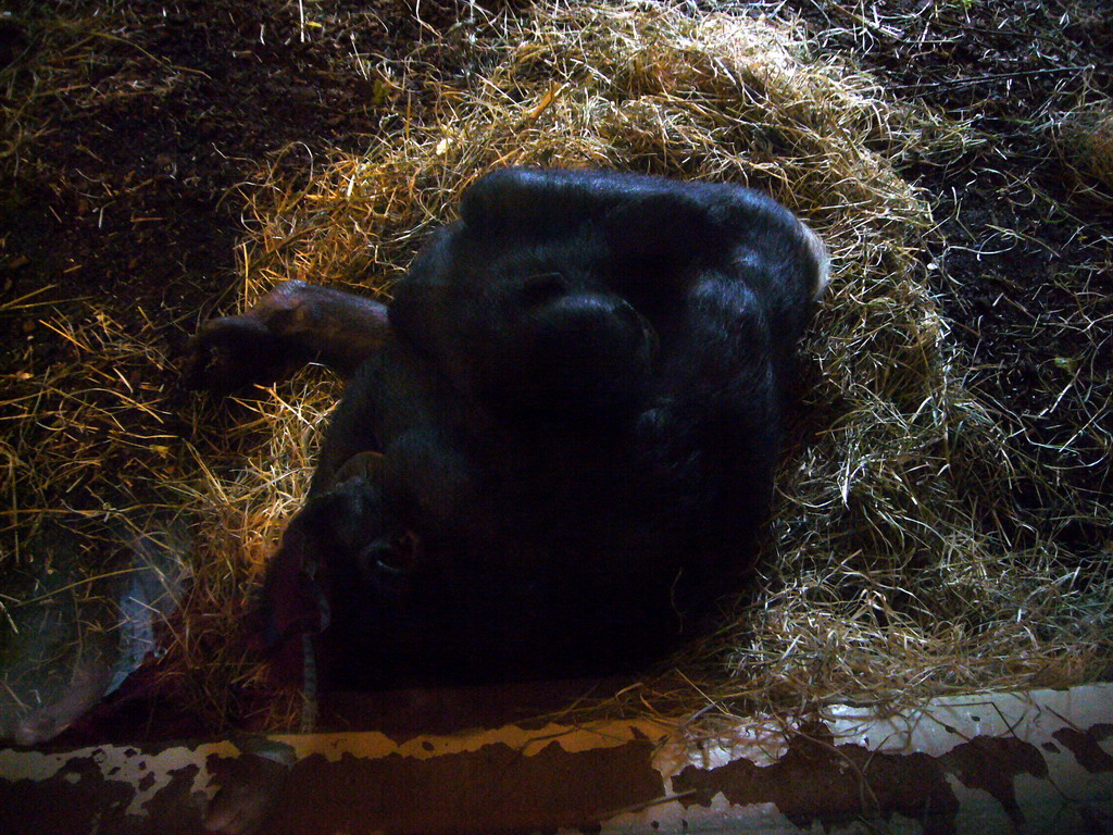 Bonobo in the Apenheul zoo