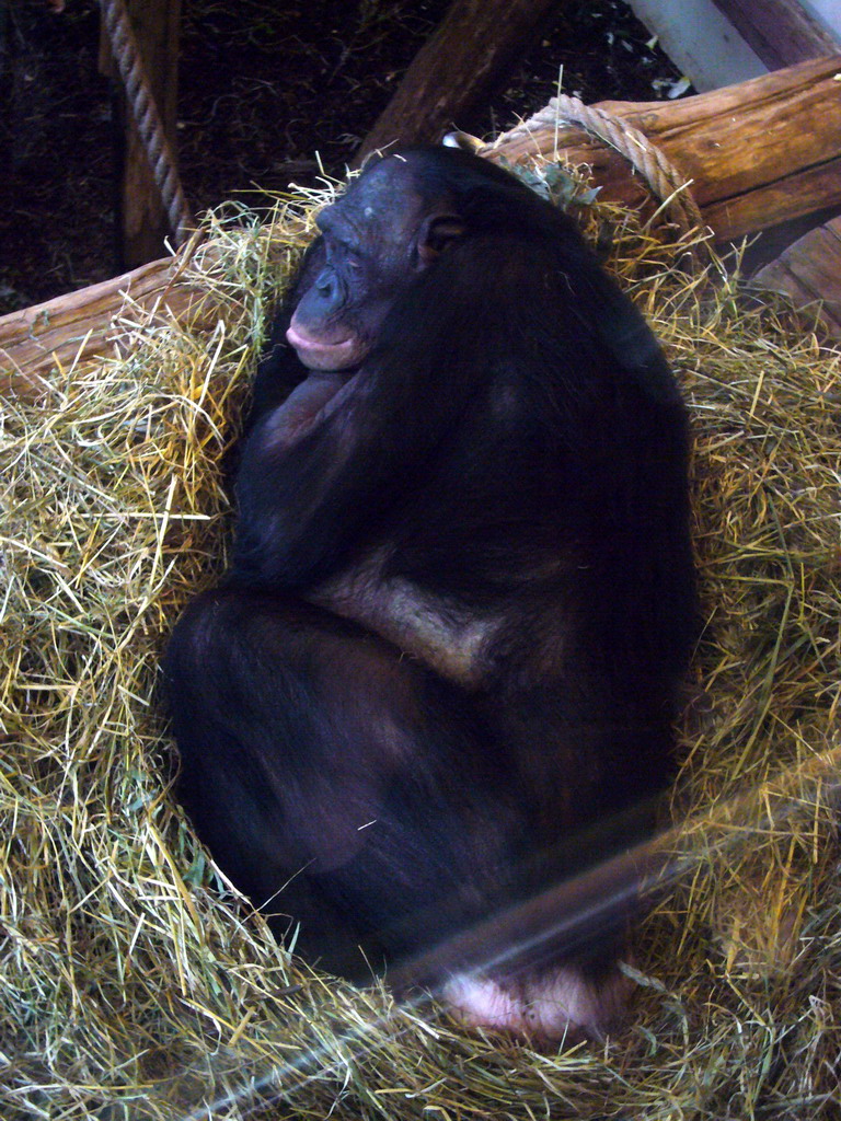 Bonobo in the Apenheul zoo