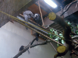 White-faced Sakis in the Apenheul zoo