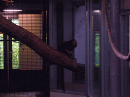 Golden-headed Lion Tamarin in the Apenheul zoo