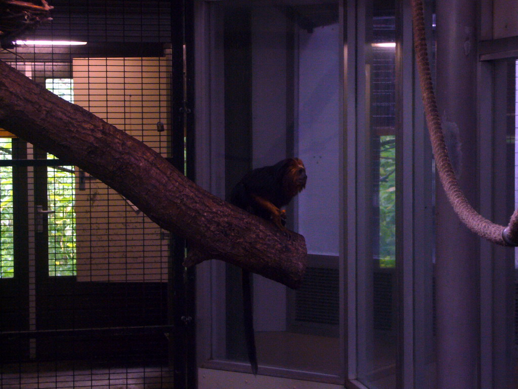 Golden-headed Lion Tamarin in the Apenheul zoo