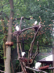 Birds in the Apenheul zoo