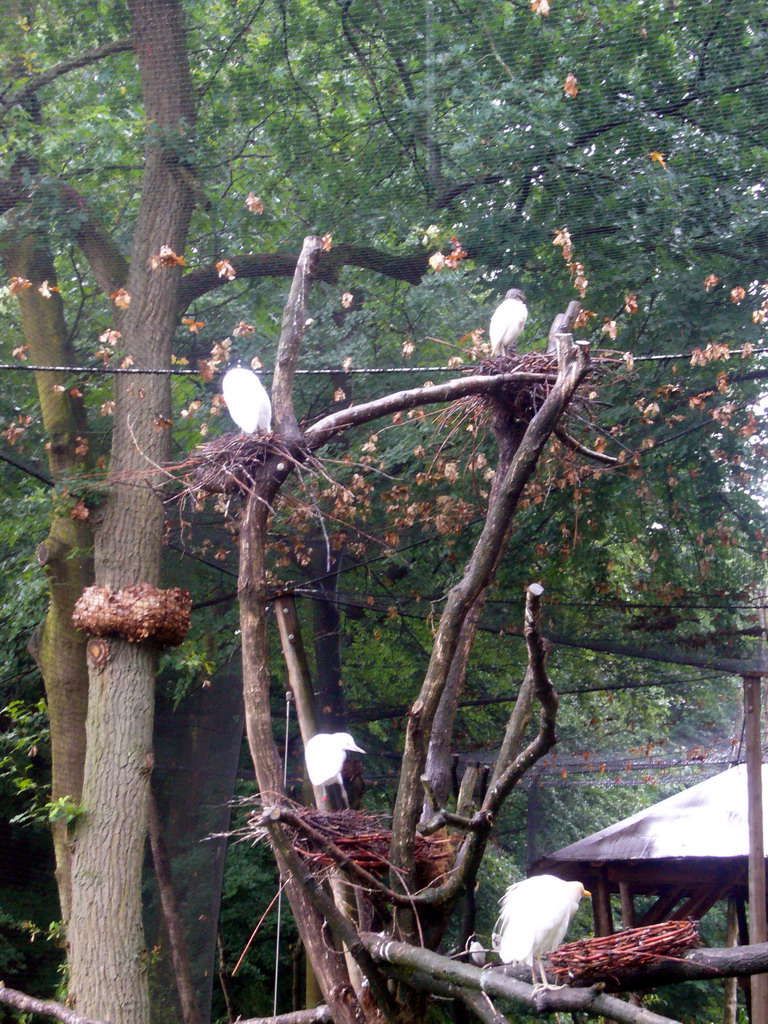 Birds in the Apenheul zoo