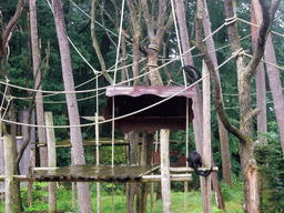 Colombian black-faced spider monkeys in the Apenheul zoo