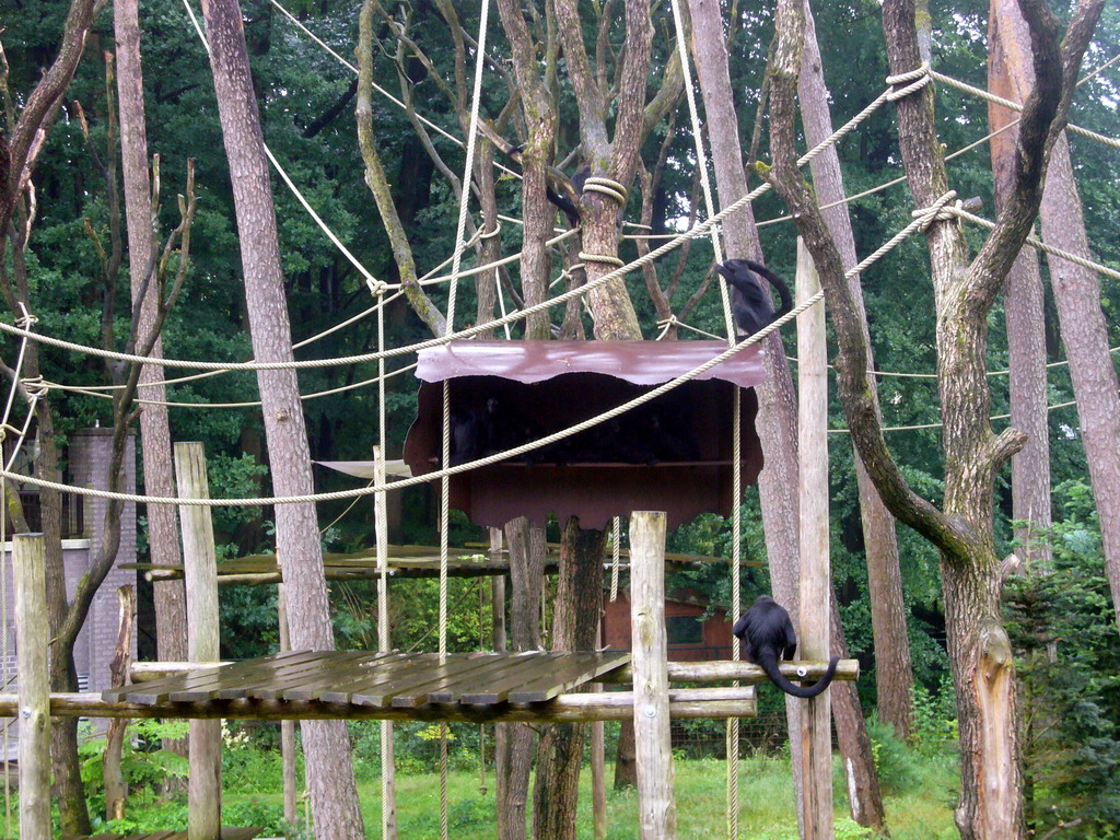 Colombian black-faced spider monkeys in the Apenheul zoo