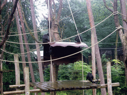 Colombian black-faced spider monkeys in the Apenheul zoo