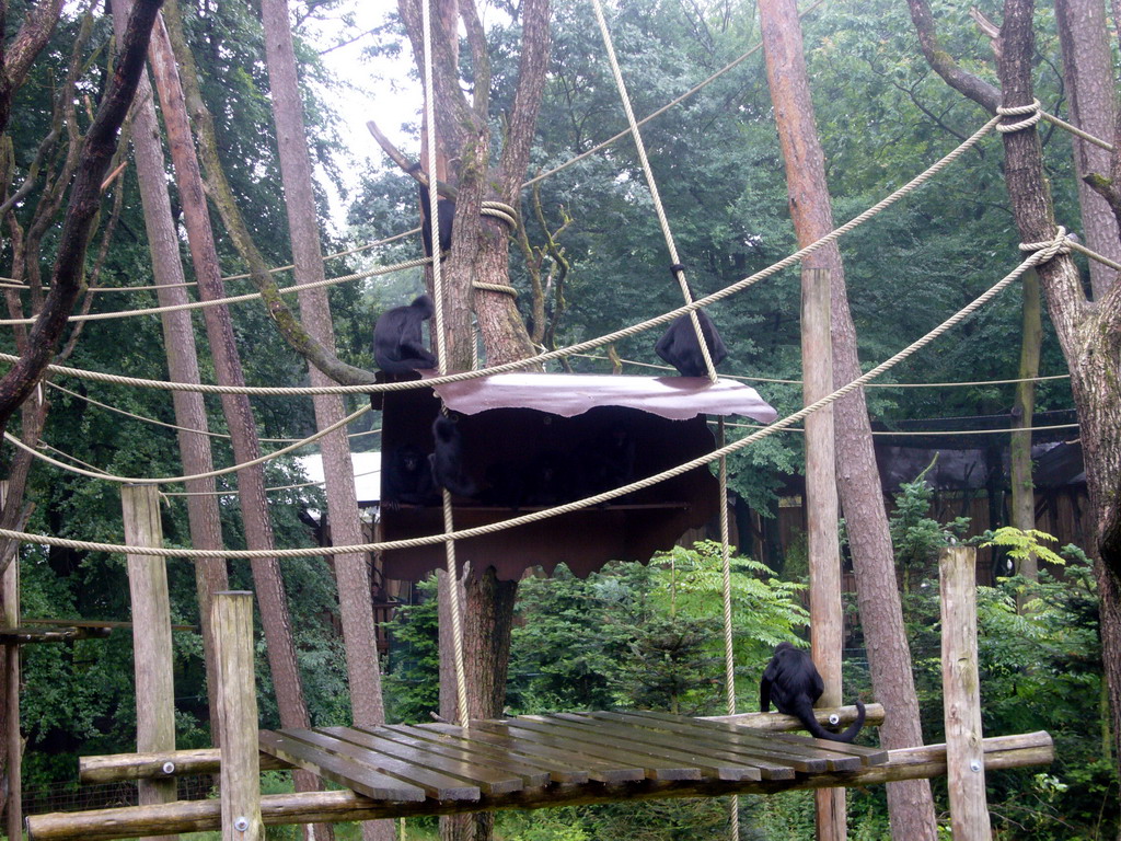 Colombian black-faced spider monkeys in the Apenheul zoo