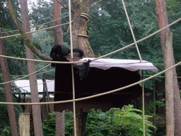 Colombian black-faced spider monkeys in the Apenheul zoo