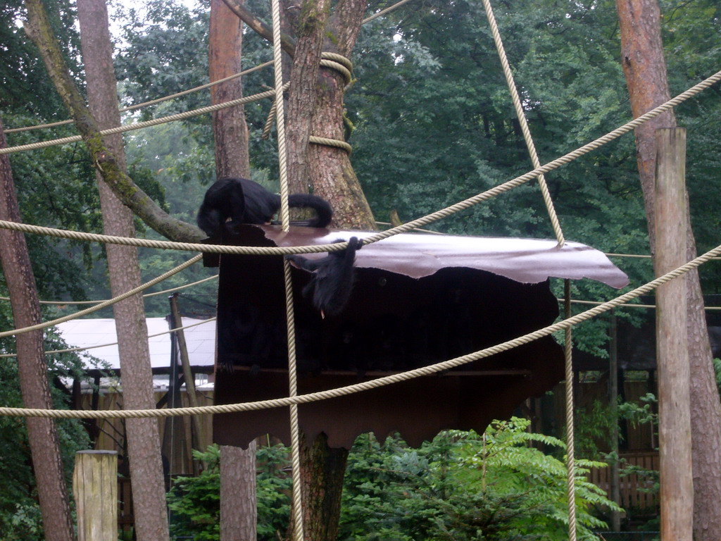 Colombian black-faced spider monkeys in the Apenheul zoo