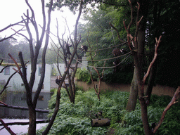 White-headed Capuchins in the Apenheul zoo