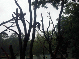 White-headed Capuchins in the Apenheul zoo