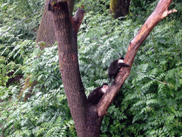 White-headed Capuchins in the Apenheul zoo