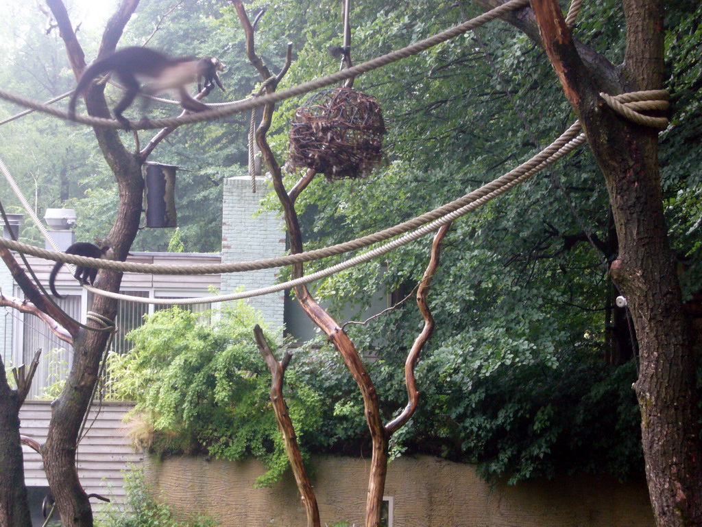 White-headed Capuchins in the Apenheul zoo