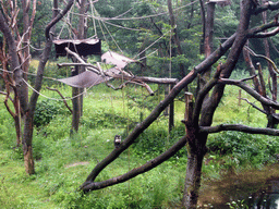 White-headed Capuchins in the Apenheul zoo
