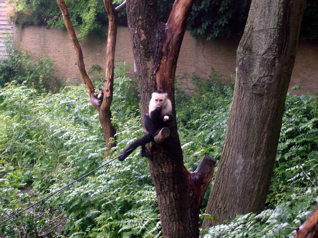 White-headed Capuchins in the Apenheul zoo