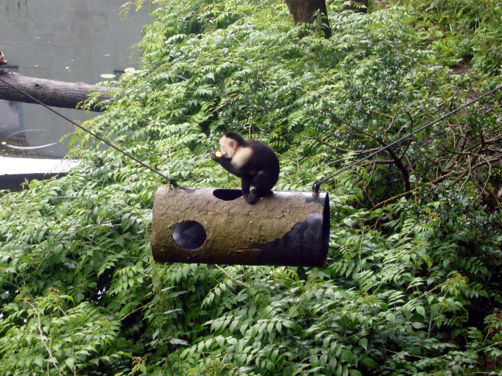 White-headed Capuchin in the Apenheul zoo