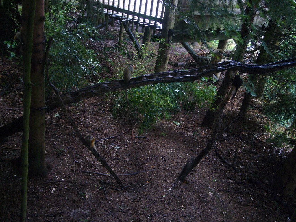 Squirrel monkeys in the Apenheul zoo