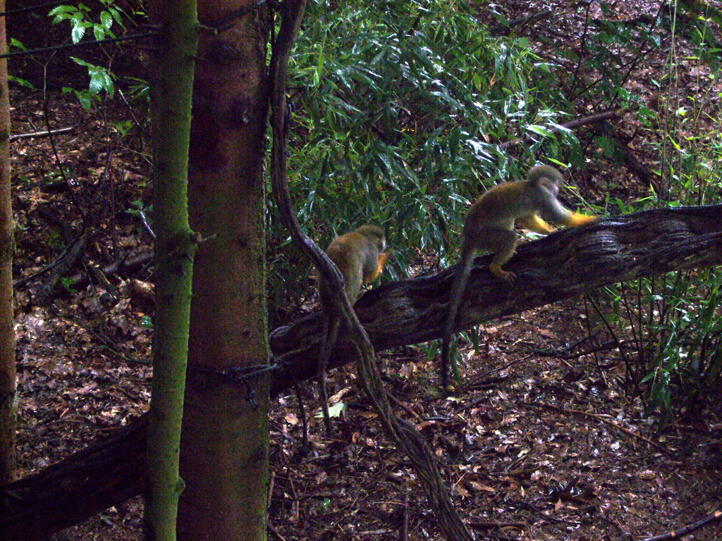 Squirrel monkeys in the Apenheul zoo