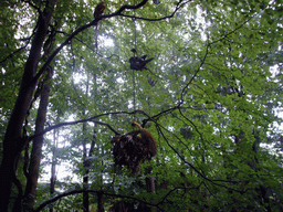 Squirrel monkeys in the Apenheul zoo