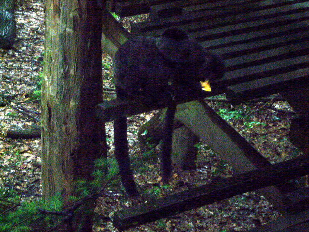 Goeldi`s Monkeys in the Apenheul zoo