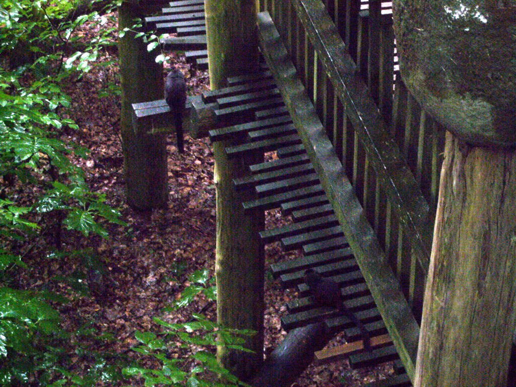 Goeldi`s Monkeys in the Apenheul zoo