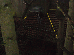 Miaomiao and Goeldi`s Monkeys in the Apenheul zoo