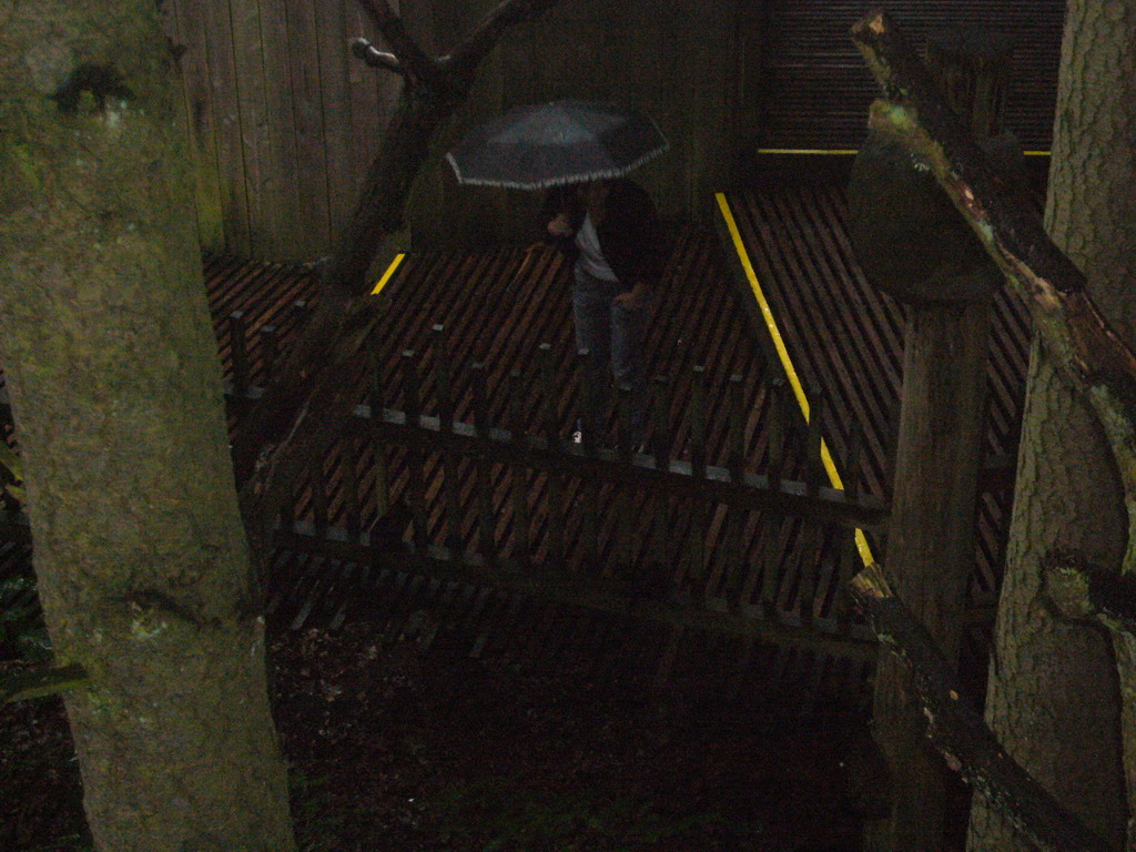 Miaomiao and Goeldi`s Monkeys in the Apenheul zoo