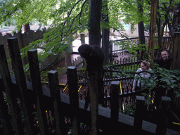 Goeldi`s Monkey in the Apenheul zoo