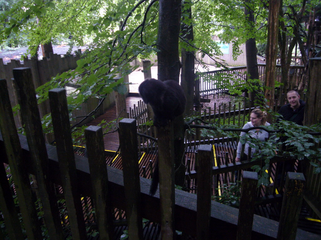 Goeldi`s Monkey in the Apenheul zoo