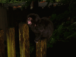 Goeldi`s Monkey in the Apenheul zoo