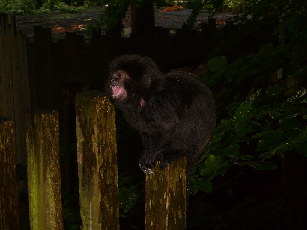 Goeldi`s Monkey in the Apenheul zoo