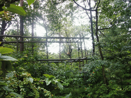 Hainan Black Crested Gibbons in the Apenheul zoo