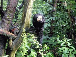 White-faced Saki in the Apenheul zoo