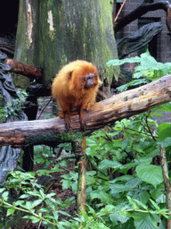 Golden Lion Tamarin in the Apenheul zoo