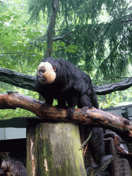 White-faced Saki in the Apenheul zoo